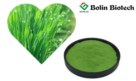 Barley Grass Powder for Immune Support: Strengthening Your Body Naturally